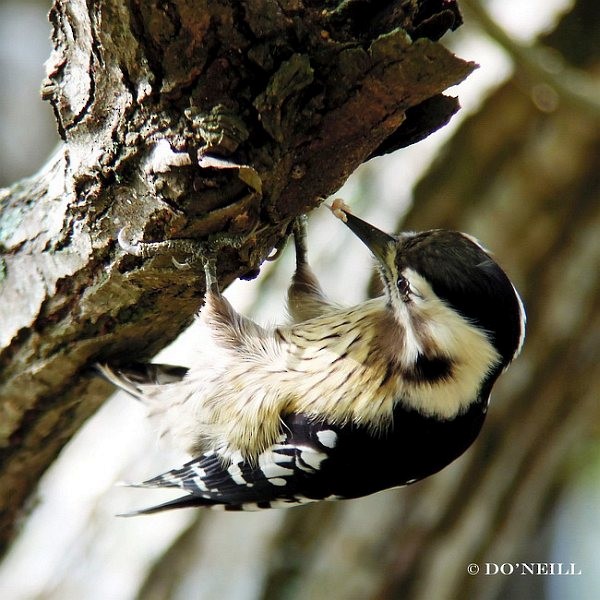 Gray-capped Pygmy Woodpecker - ML379680641