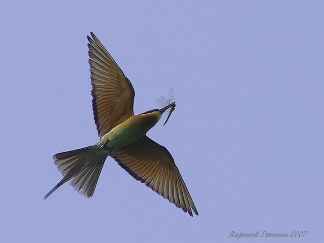 Blue-tailed Bee-eater - Rajneesh Suvarna