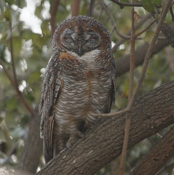 Mottled Wood-Owl - ML379682261