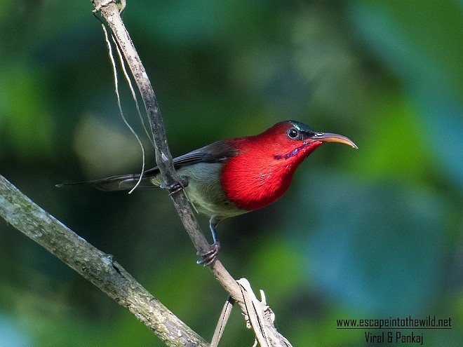 Crimson Sunbird (Goulpourah) - ML379684451
