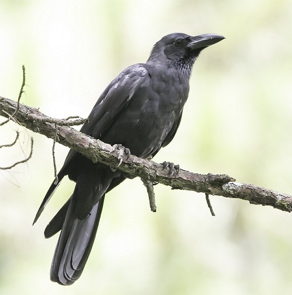 Large-billed Crow (Large-billed) - ML379685511