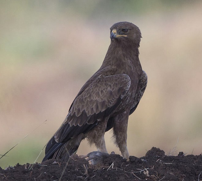 Indian Spotted Eagle - Niranjan Sant