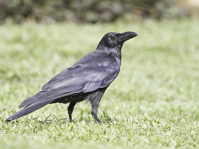Large-billed Crow (Large-billed) - ML379685711