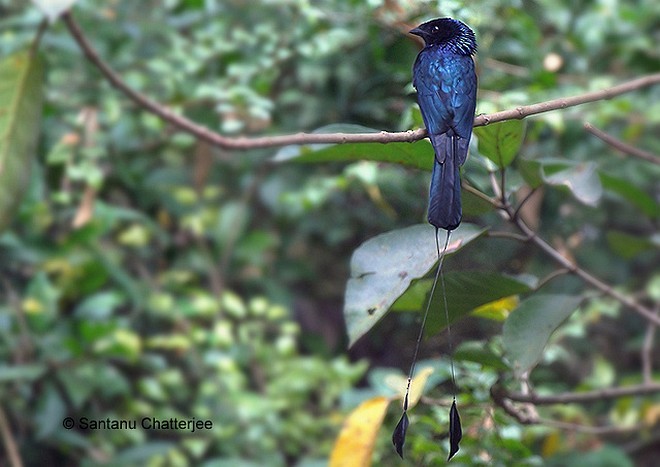 Lesser Racket-tailed Drongo - ML379685911