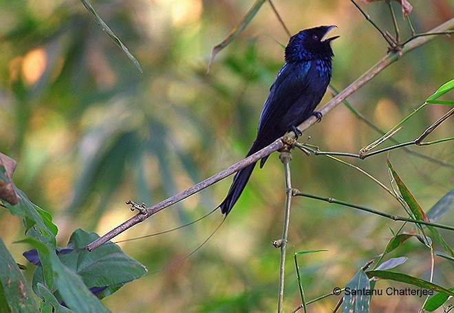 Lesser Racket-tailed Drongo - ML379685951