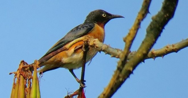 Spot-winged Starling - prosenjit singhadeo