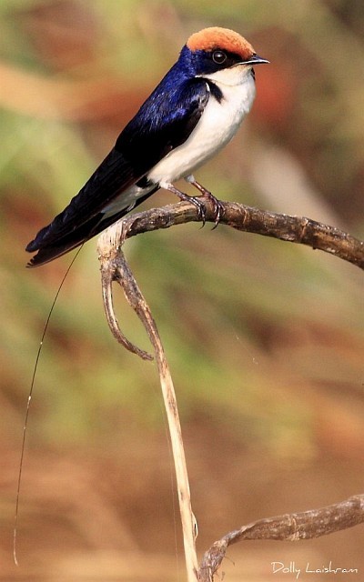 Wire-tailed Swallow - ML379687921
