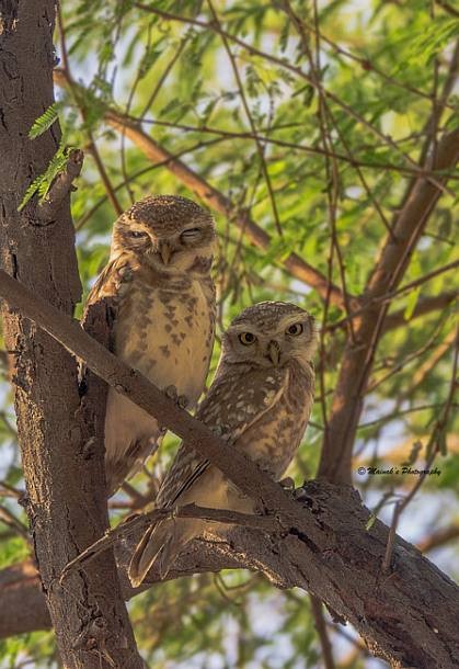 Spotted Owlet - ML379688131