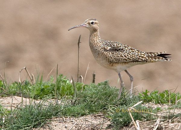 Little Curlew - ML379688371