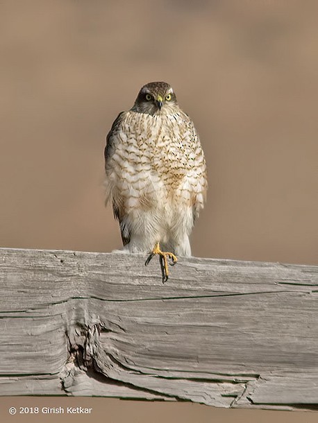 Eurasian Sparrowhawk - GIRISH KETKAR