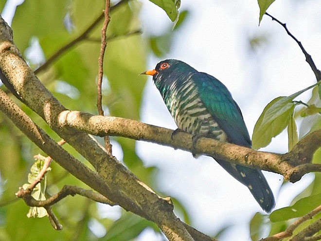 Asian Emerald Cuckoo - ML379689621