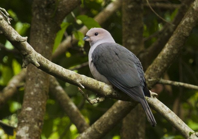 Dark-backed Imperial-Pigeon (Pink-headed) - Justin Rayboun
