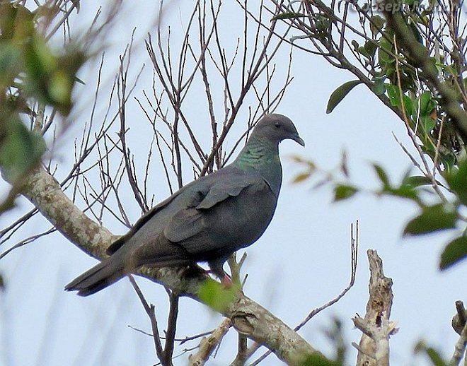 Black Wood-Pigeon - ML379690111