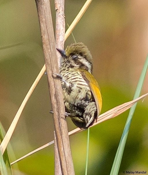 Speckled Piculet - ML379690231