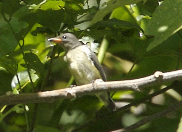 Gray-sided Flowerpecker (Gray-sided) - ML379690431