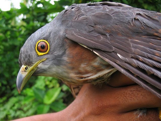 Philippine Hawk-Cuckoo - ML379692021