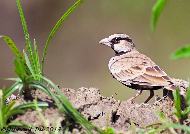 Ashy-crowned Sparrow-Lark - ML379692821