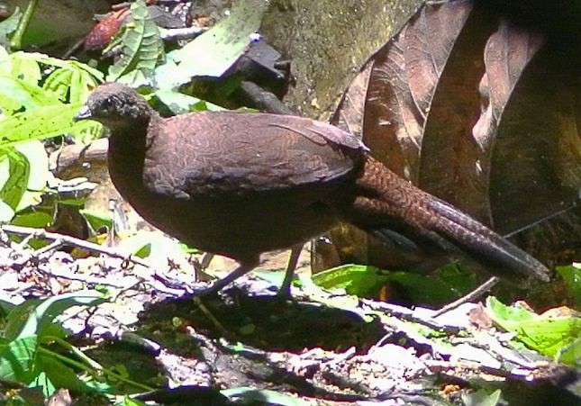 Bronze-tailed Peacock-Pheasant - ML379694061