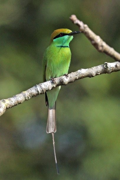 Asian Green Bee-eater - ML379694101