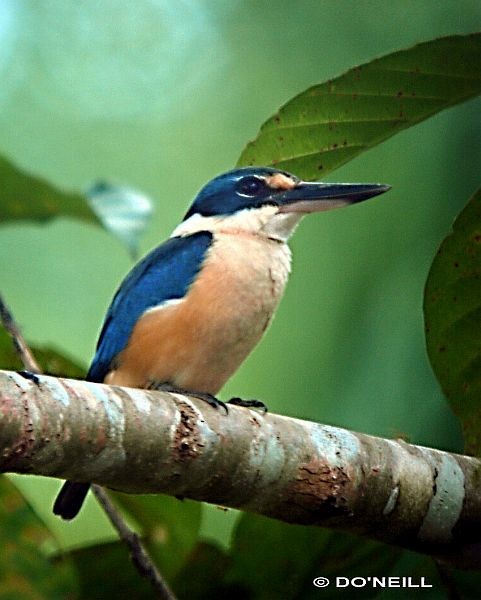 Sacred Kingfisher (Australasian) - ML379694831