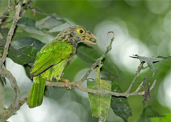 Lineated Barbet - ML379695231