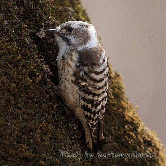 Japanese Pygmy Woodpecker - ML379695791