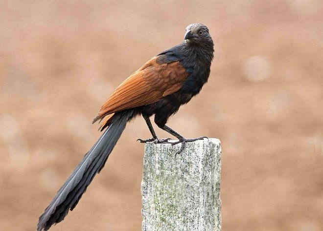Greater Coucal (Southern) - ML379696751