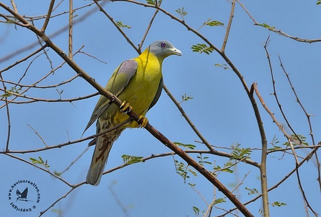 Yellow-footed Green-Pigeon - ML379697311