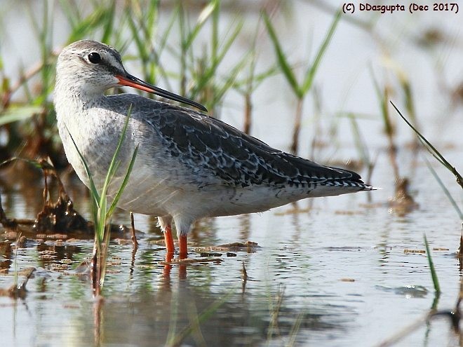 Spotted Redshank - ML379697831