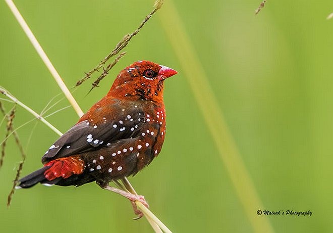 Red Avadavat (Red-bellied) - ML379700781