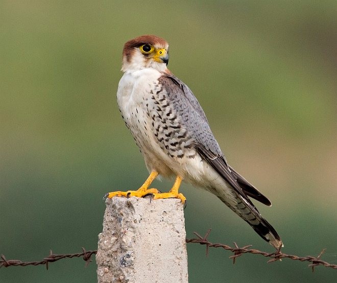 Red-necked Falcon (Asian) - ML379700791