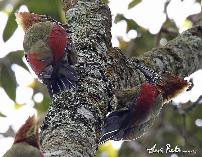 Checker-throated Woodpecker (Javan) - Lars Petersson | My World of Bird Photography