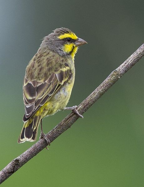 Yellow-fronted Canary - ML379702971