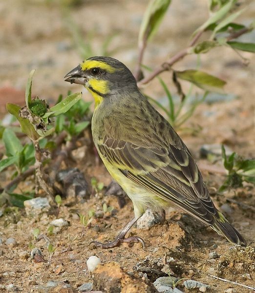 Yellow-fronted Canary - ML379702981