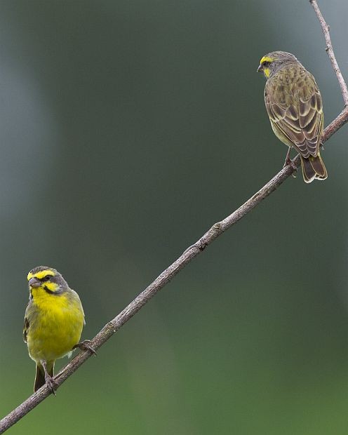 Yellow-fronted Canary - ML379703021