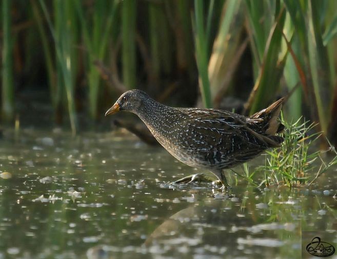 Spotted Crake - ML379703131