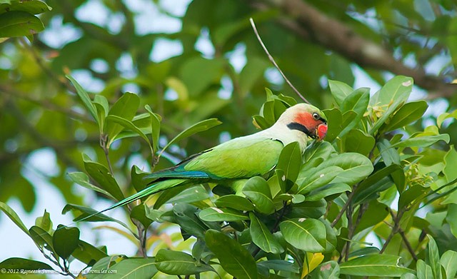 Long-tailed Parakeet (Andaman) - ML379704131