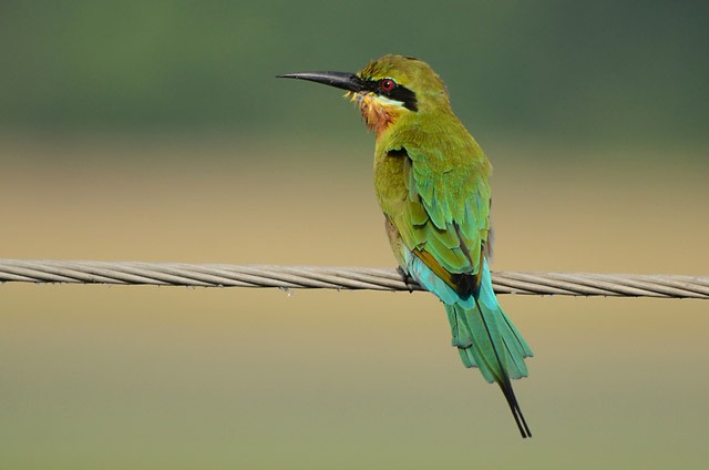 Blue-tailed Bee-eater - ML379704441