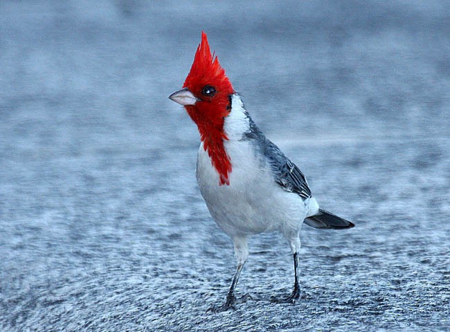 Red-crested Cardinal - Jon Hornbuckle