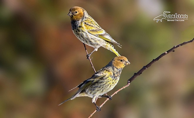 Fire-fronted Serin - ML379706371