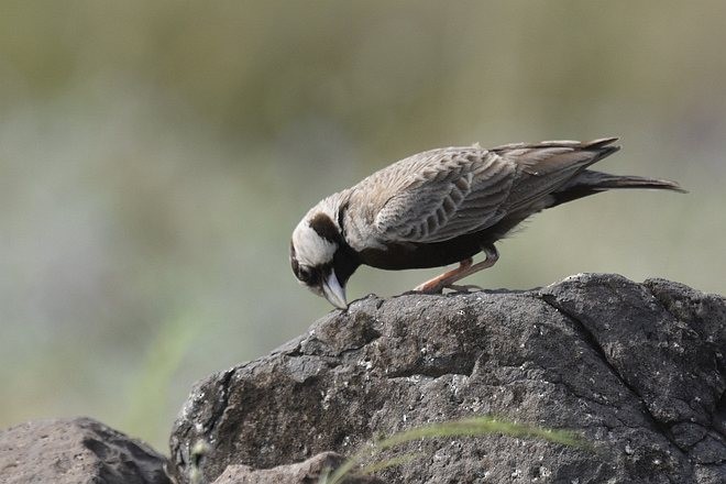Ashy-crowned Sparrow-Lark - ML379706381