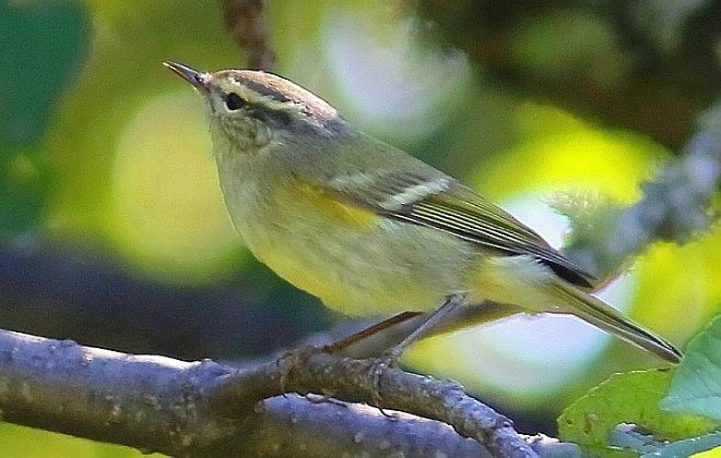 Hume's Warbler - ML379706801