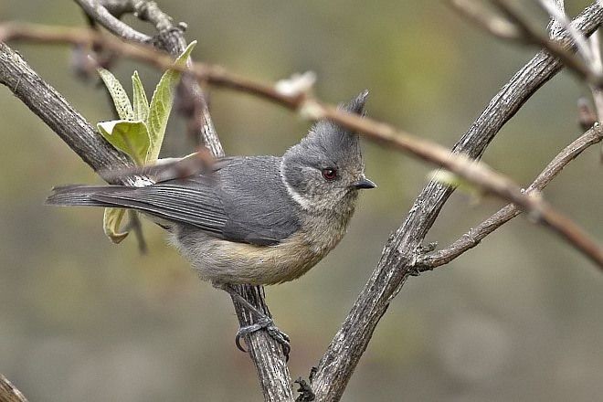 Gray-crested Tit - ML379709041