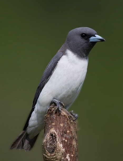 White-breasted Woodswallow - ML379709541