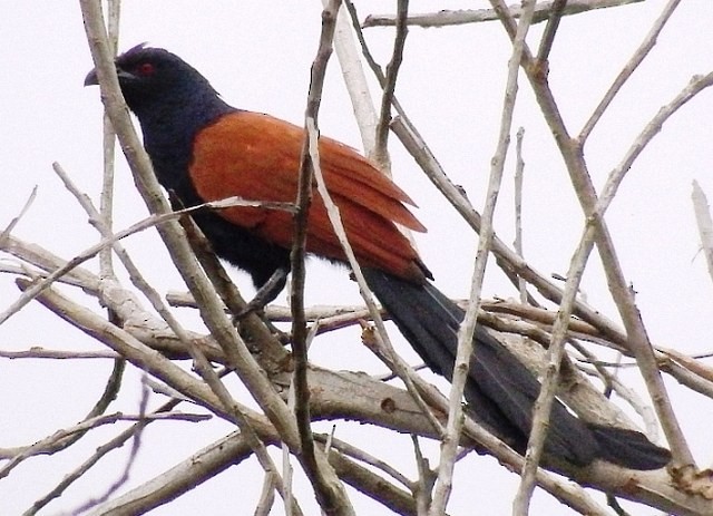 Greater Coucal (Greater) - Muhammad Iqbal