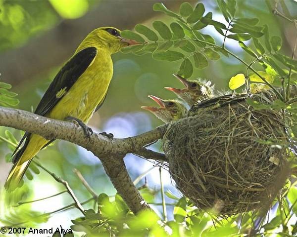Indian Golden Oriole - Anand Arya