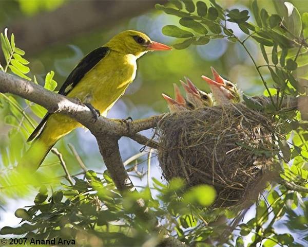 Indian Golden Oriole - ML379710551