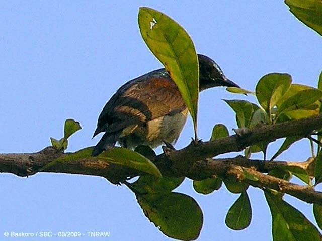 Brown-throated Sunbird - ML379710901
