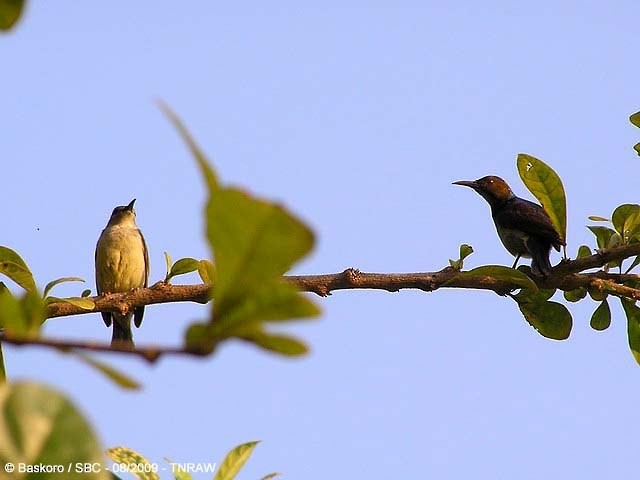 Brown-throated Sunbird - ML379710921