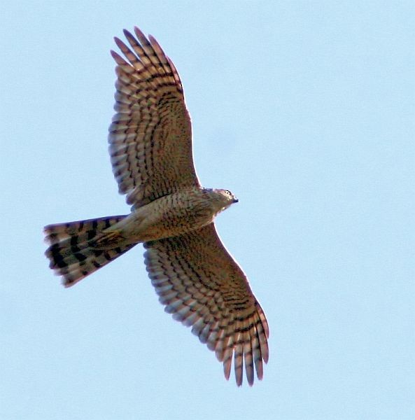 Eurasian Sparrowhawk - ML379710971